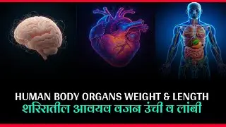 Human Body Organs Weight & Length | शरीरातील अवयवांचे वजन लांबी व आकार | Human Body Facts in Marathi