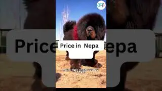 Most expensive Dog in the world . #dog #knowledge #nepali