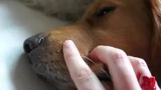 Lucy Whisker Twitch 2