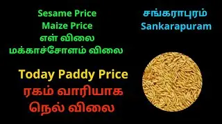 ADT 45 நெல் விலை | Amman Paddy Price | RNR Nel Vilai | Sankarapuram Paddy Sale Rate | Maize Price
