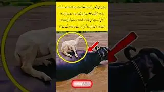 Helping others is what makes up truly human #foryou #Viralvideo #needpeople #flood #animals #shorts