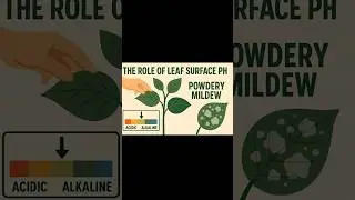 Why Baking Soda Works Against Fungus (PM 2)