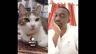 Cat for adoption
