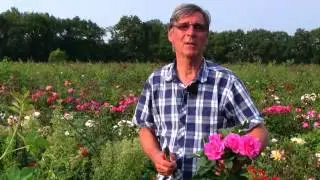 John Scarman&acute;s Rose Border Queen