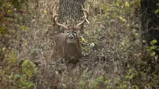 Real Deer Scent | Outdoor Hunting Lab