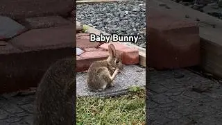 Cute Baby Bunny Spotted #bunny #food
