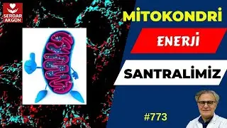 773. V&uuml;cudumuzun Sırları, Mitokondri, Nedir? Prof.Dr.Serdar Akg&uuml;n, Serdar Akg&uuml;n Videoları
