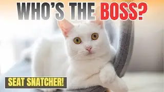 Why Does My Cat Steal My Seat You Won&rsquo;t Believe the Real Reason!