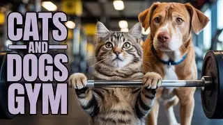 Cat lifting weights compilation funny pets 2026 😅