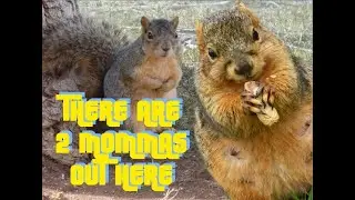The Adventures Of Chunky The Squirrel: There are 2 Mommas Out Here