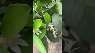 Mausami flowering to fruit set #kheti #farming #farmers #punjablife #agriculture