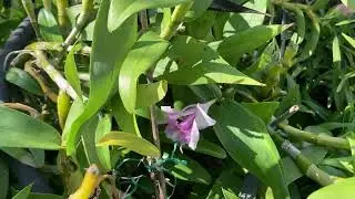 Sobralia decora blooming