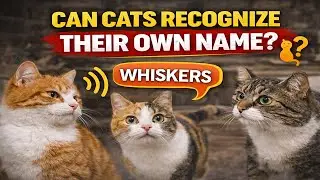 Can Cats Recognize Their Own Name?