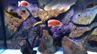 Update of 720-liter Malawi and Tanganyika Tank, 3D Aquadecor Background