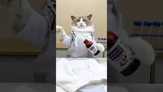 That's Life Tips Are Here #thatlittlepuff #lifehacks #cat #viral #trending #shorts @PetZoo840