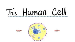 The Human Cell - The Animal Cell - Nucleus and Cytoplasm - Cell Biology & Physiology 
