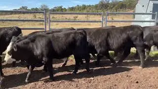 Graham & Moloney Steers