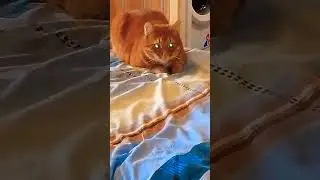 Совет от Рыжика #memes #voiceover #can #юмор #quotes #проклятиестэтхэма