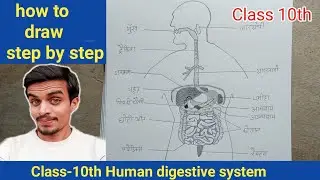 How to draw human digestive system easily method।। manav aahar naal ka chitra।।