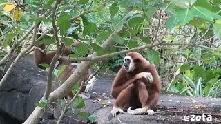 Cheeky Gibbon Grabs a Muntjac’s Leg 調皮琍信一直