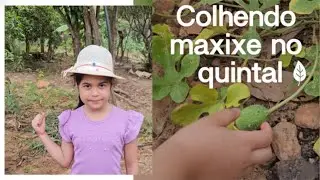 Colhendo maxixe no quintal