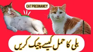 how to check cat pregnency at home Cat pregnancy || animal care tips