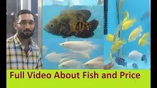 Fish Sale in Muscat Oman - World Of Pets