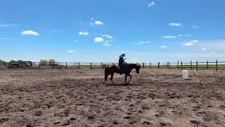 EMBER - 3 year old client horse