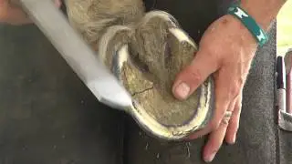 Checking Hoof Balance with John Schmidt, CJF AWCF