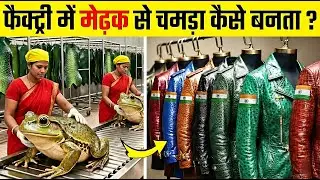 फैक्ट्री में मेढ़क से चमड़ा कैसे बनता ? | Inside the Frog Leather Factory