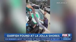 Rare sighting: Oarfish washes up at La Jolla Shores