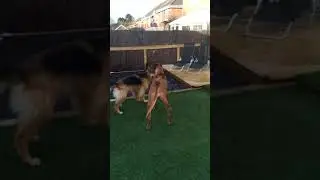German Shepherd attacks Ridgeback (like he&rsquo;s bothered)