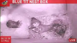 Blue Tit Nest Box: Fledging Clips