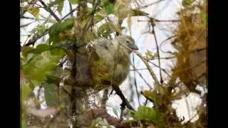 Video Tour of the Galapagos