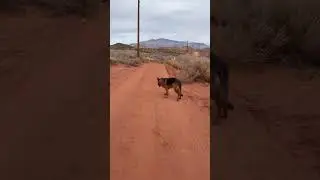 Red dirt roads 🤠#germanshepherd #gsds #workingdog #hikeutah #dogs #doglife #jellyroll