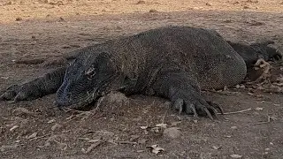 A komodo dragon searching stand by for animal crossing #wildlife #wildanimals #leopard