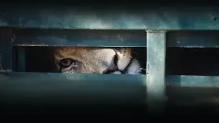 Blood Lions - canned lion hunting in South Africa [HD] ABC RN Breakfast