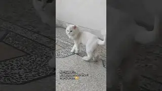 Cat breakdown stroies😹 #breakdown #breakdownstories #catshorts #hair #catlover #trending #rap #music