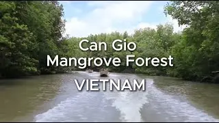 CAN GIO MANGROVE FOREST: From mangrove mysteries to wartime memories