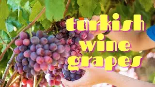 Tasting Different Types of Turkish Wine Grapes