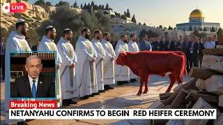 Red Heifer 2026 Update: Third Temple Preparations Reach Critical Stage