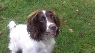 Springer Spaniel Stanley.