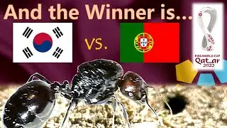 World Cup 2022 Predictions ⚽ South Korea vs Portugal 🐜 Guessing Queen Ant
