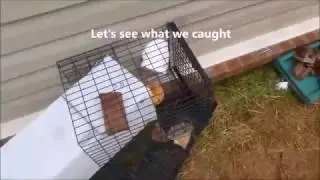 Skunk Removal Toronto - Local Pest Pros Wildlife Animal Control