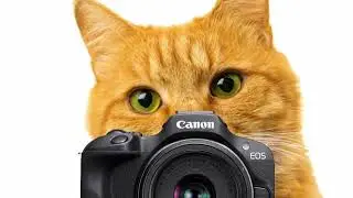 POV cat takes photo of you