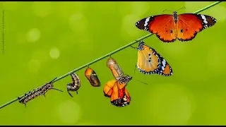 Seattle Law of One Podcast, episode 65:  Transformation