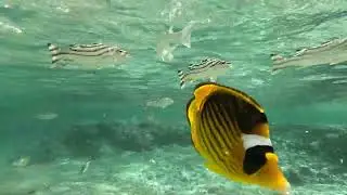 moře u Jaz Grand Marsa Alam 12. 2025