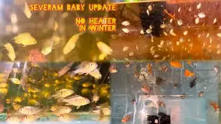 Winter season  aquarium fish care || hindi