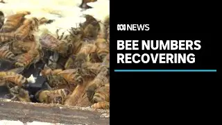 Bee numbers recovering in NSW after devastating drought and bushfires | ABC News
