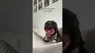 Just kidding, he smells like lavender and roses 😂 #dogs #pethumor #funnydog